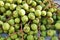 Green baby kiwi berries