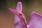 Green Baby pine woods tree frog Dryphophytes femoralis perched on an orchid flower