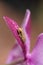 Green Baby pine woods tree frog Dryphophytes femoralis perched on an orchid flower