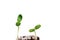 green baby plant. Business growth concept, personality