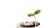 green baby plant. Business growth concept, personality