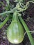 Green baby pumpkin