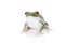 Green back flying tree frog on white