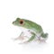 Green back flying tree frog on white