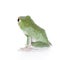 Green back flying tree frog on white