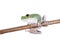 Green back flying tree frog on white