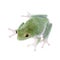 Green back flying tree frog on white