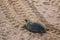 Green back turtle moving on sand after nesting at Ras al Jinz beach