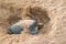 Green Back Turtle nesting in sand