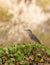 Green-backed Heron