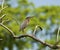 Green-Backed Heron