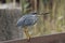 Green backed heron