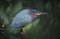 Green Backed Heron bird