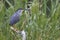 Green-backed Heron - Butorides striata
