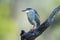 Green-backed heron in Kruger National park, South Africa