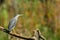 Green-backed heron, Lake Naivasha, Kenya