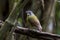 Green backed robin in Arfak mountains in West Papua