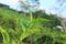 green backgroun with natural tea leaf with blue light sky