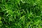 Green background of asparagus fern`s fresh green fine leaves