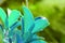 green background and beautiful bluish green leaves