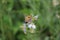 Green background. Bee Macrophotography. Yellow body.