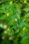 Green background of branches of jujube jujube real, Chinese date, capiinit, jojoba, lat. In the process jujuba. It`s summer