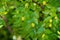 Green background of branches of jujube jujube real, Chinese date, capiinit, jojoba, lat. In the process jujuba. It`s summer