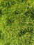 Green background with branches needles