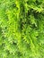 Green background with branches thuja