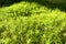 Green background of close-up of Polytrichum moss