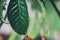 Green background. Close up of water drops on green leave. selective focus water drops on green leave after the rain