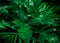 Green background concept.Tropical palm leaves, jungle leaf close up