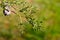 Green background. Cypress branch with cones.