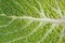 Green background - detail of a cabbage leaf