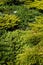 Green background of evergreen plants