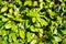 Green background with foliage texture. green hedge of evergreen shrubs