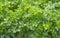 Green Background of growing parsley in the garden