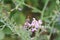 Green background. Honeybee Macrophotography. Pink Wildflowers.