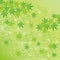 Green background of Japanese maple leaves