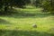 The green background of the lawn In the durian garden