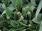 Green background of leaves and buds of white flowers