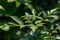 Green background with leaves and drops of water. Green foliage of leaves and rain, close-up, selective focus