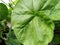 Green background, leaves, indoor flower, geranium, original picture, background for a postcard