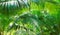 Green background with  natural tropical palm leaves.  Tropical lush foliage in jungle