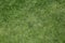 A green background  portrait  , green  grass. Nature concept grass