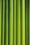 Green background same bamboo
