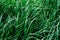 Green background texture of long grass sedge.Green plants. natu