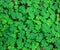 Green background with three-leaved shamrocks.