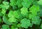 Green background with three-leaved shamrocks.