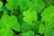 Green background with three-leaved shamrocks.